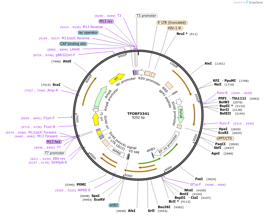 144817-plasmid-map-sequence-id-404388