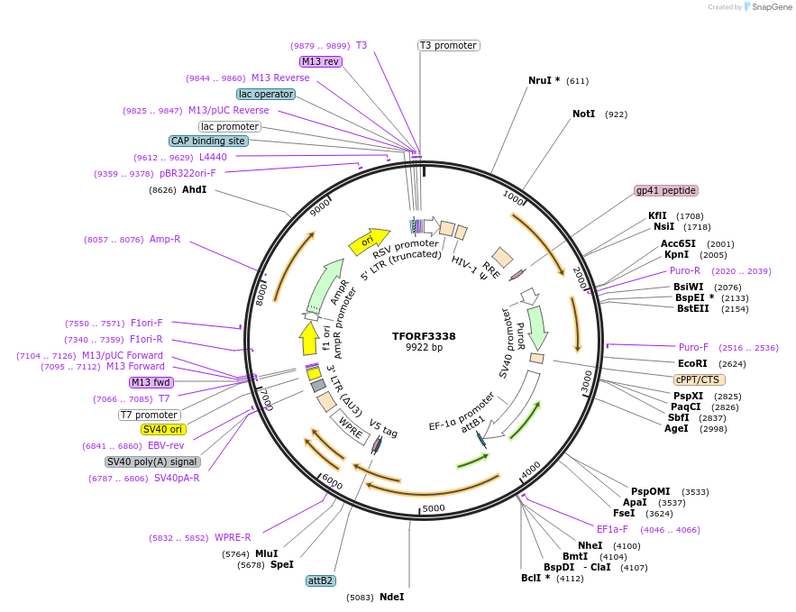 144814-plasmid-map-sequence-id-404390