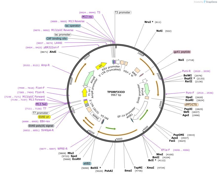 144809-plasmid-map-sequence-id-404391