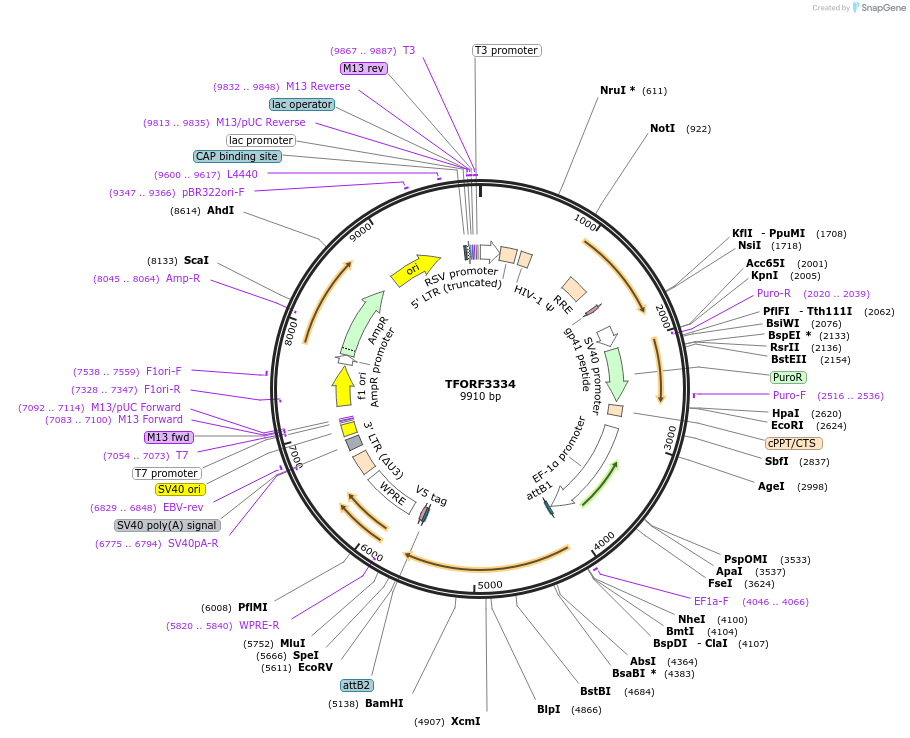 144810-plasmid-map-sequence-id-404394