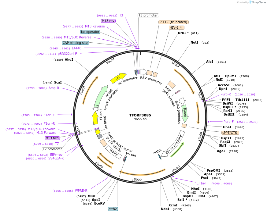144561-plasmid-map-sequence-id-404395