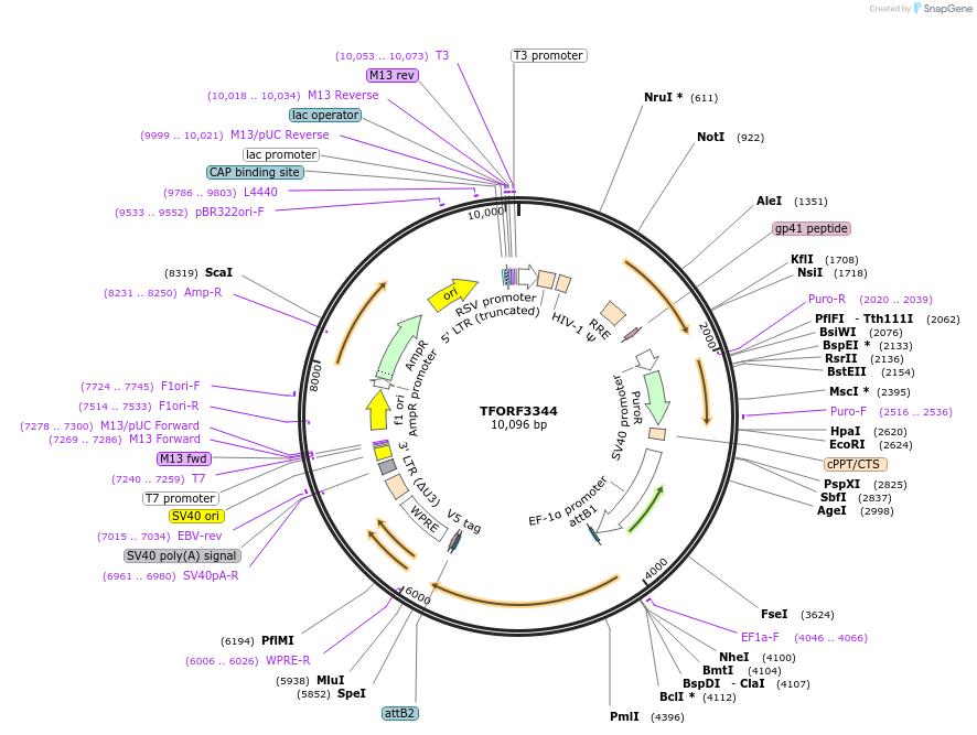 144820-plasmid-map-sequence-id-404396