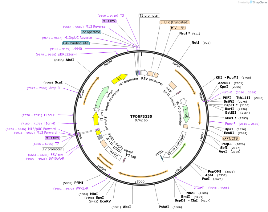144811-plasmid-map-sequence-id-404397