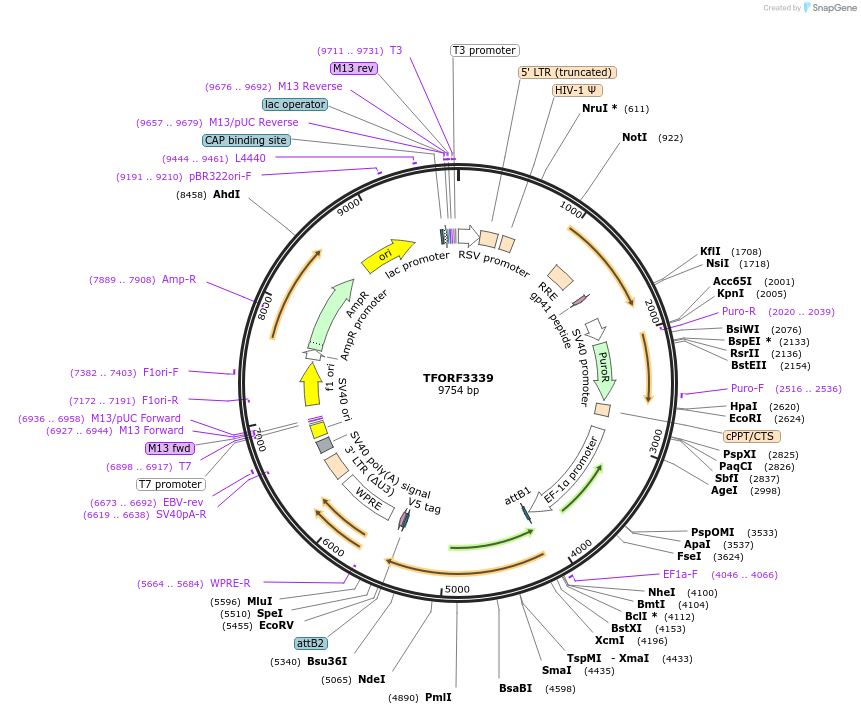 144815-plasmid-map-sequence-id-404398