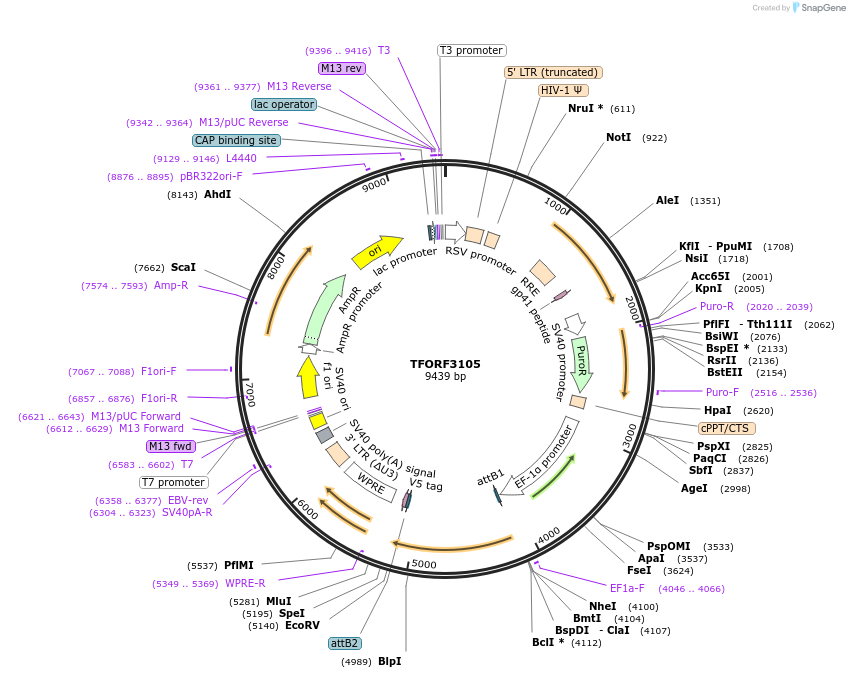 144581-plasmid-map-sequence-id-404404