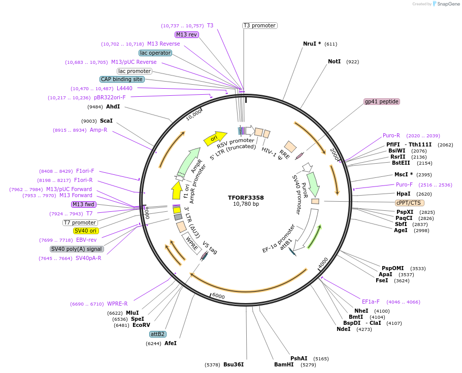 144834-plasmid-map-sequence-id-404405