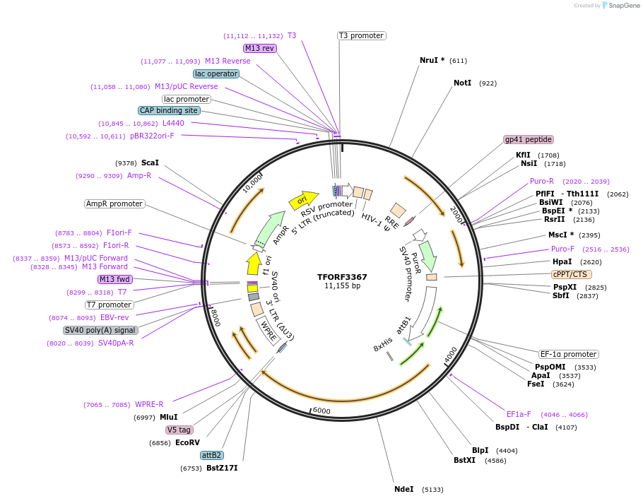 144843-plasmid-map-sequence-id-404406