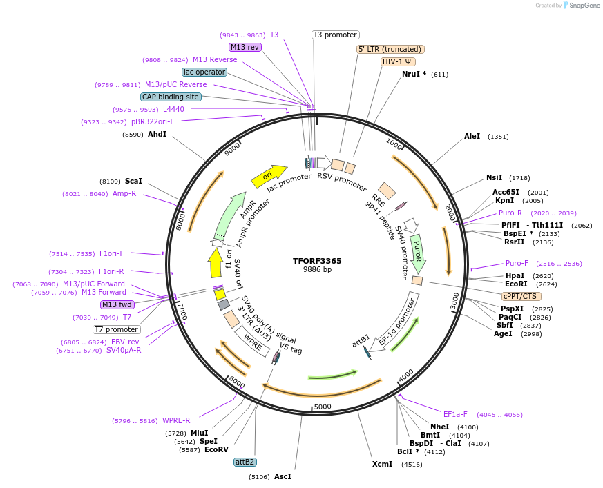 144841-plasmid-map-sequence-id-404407