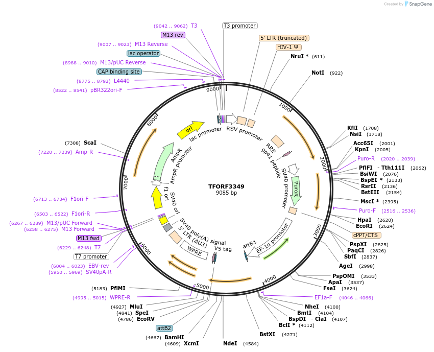 144825-plasmid-map-sequence-id-404409