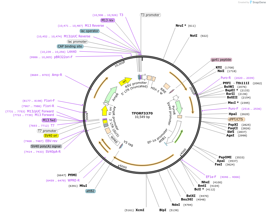 144846-plasmid-map-sequence-id-404410