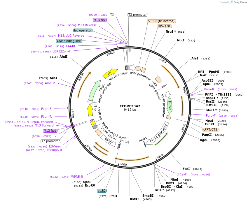 144823-plasmid-map-sequence-id-404411