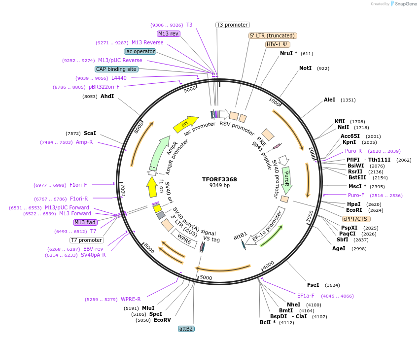 144844-plasmid-map-sequence-id-404412