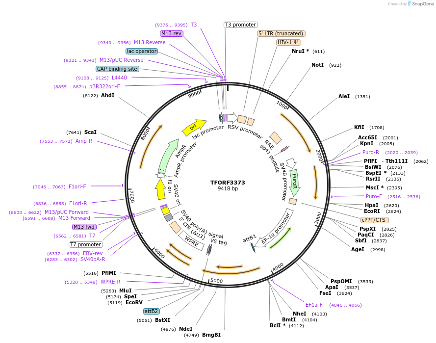 144849-plasmid-map-sequence-id-404413