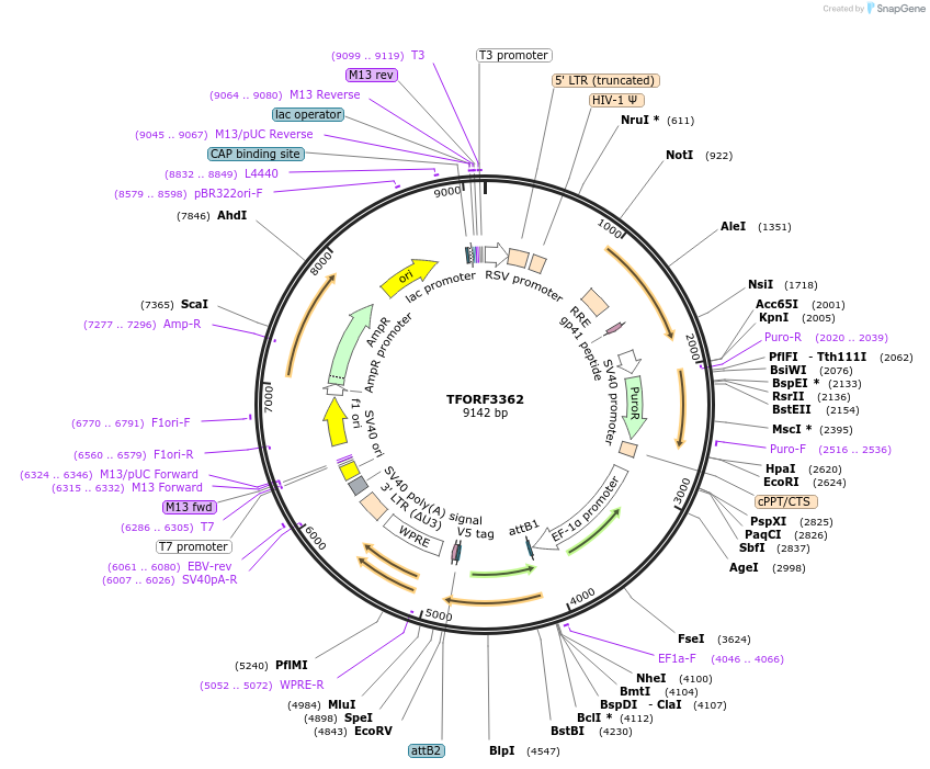 144838-plasmid-map-sequence-id-404415