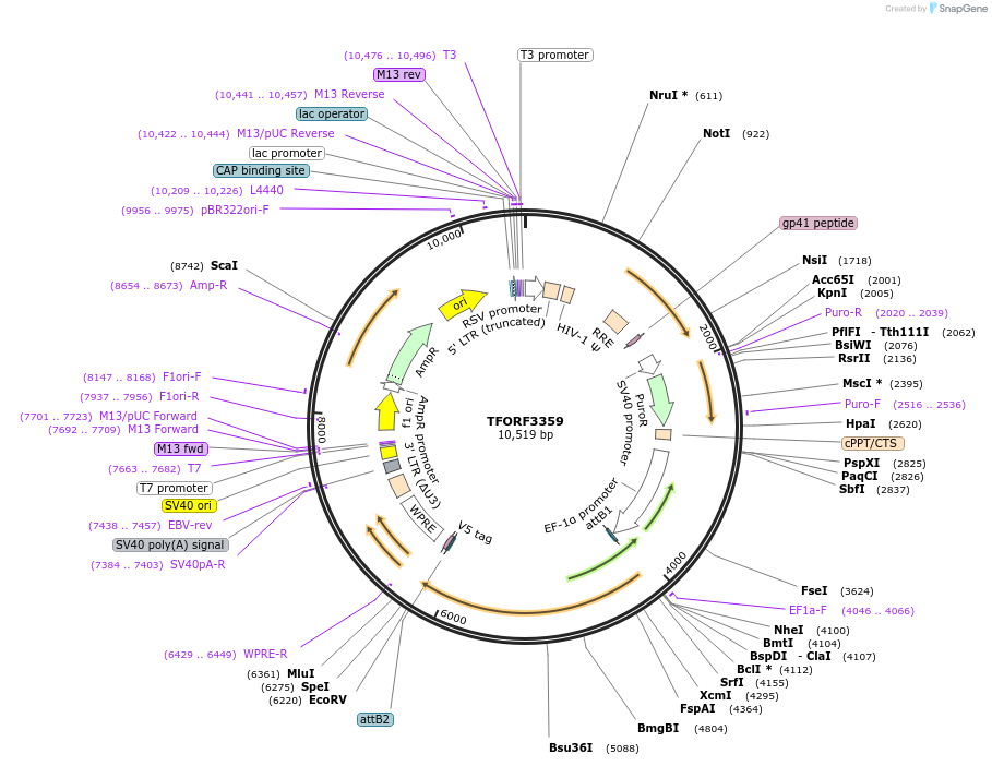 144835-plasmid-map-sequence-id-404416