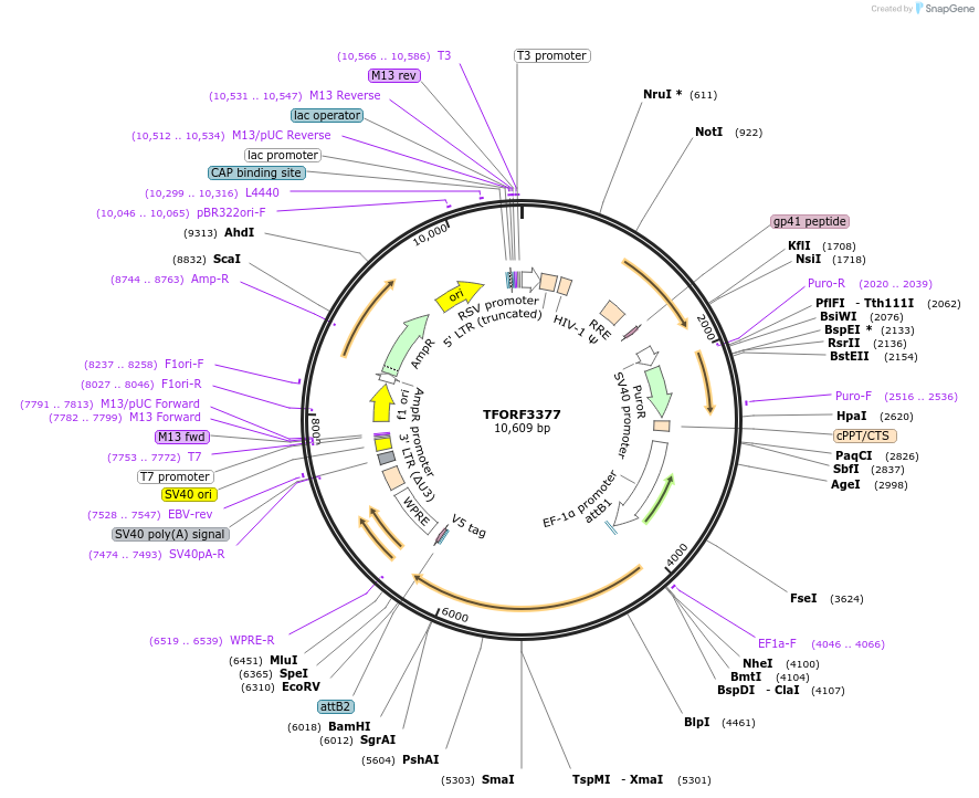 144853-plasmid-map-sequence-id-404417