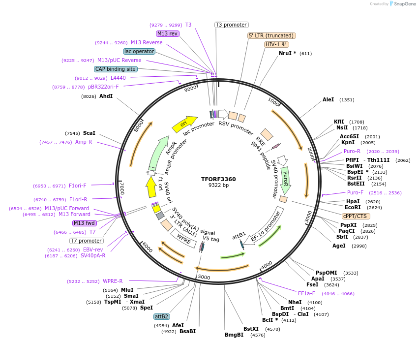144836-plasmid-map-sequence-id-404418