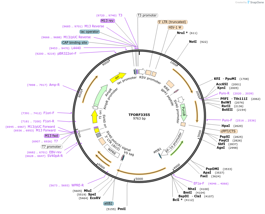 144831-plasmid-map-sequence-id-404422