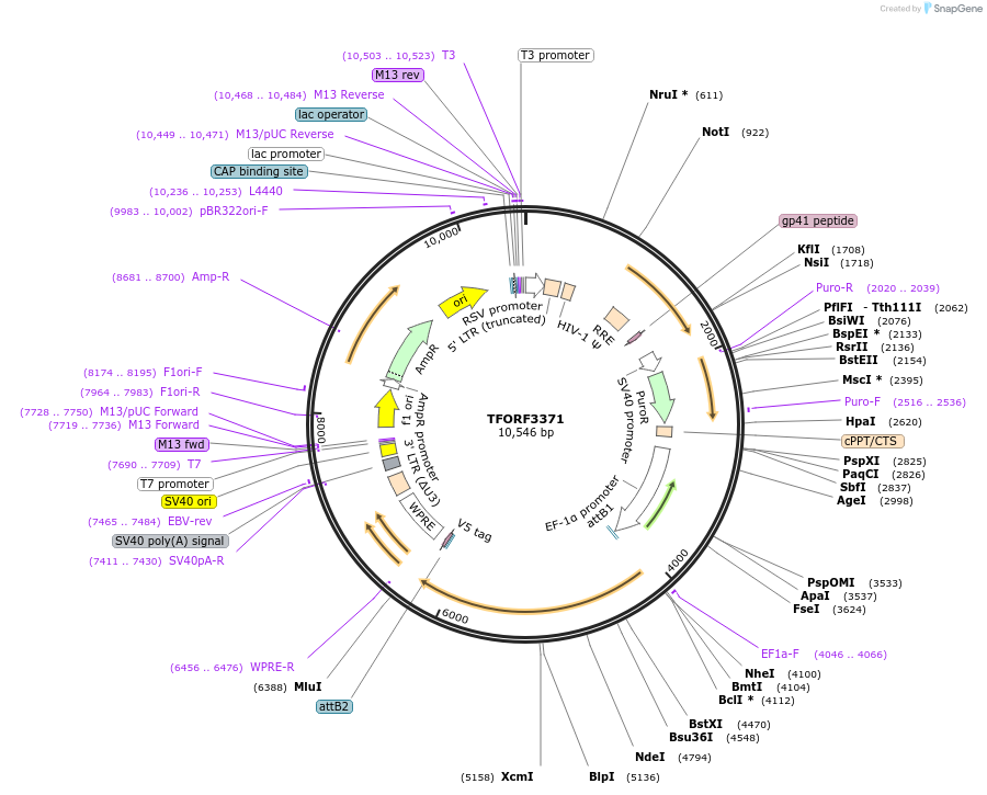 144847-plasmid-map-sequence-id-404426
