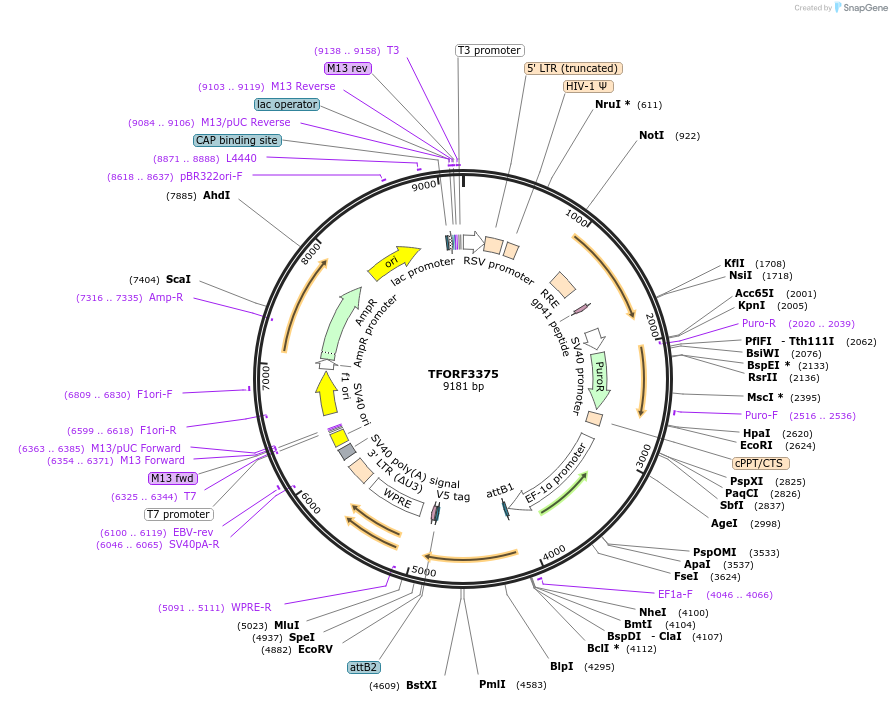 144851-plasmid-map-sequence-id-404427