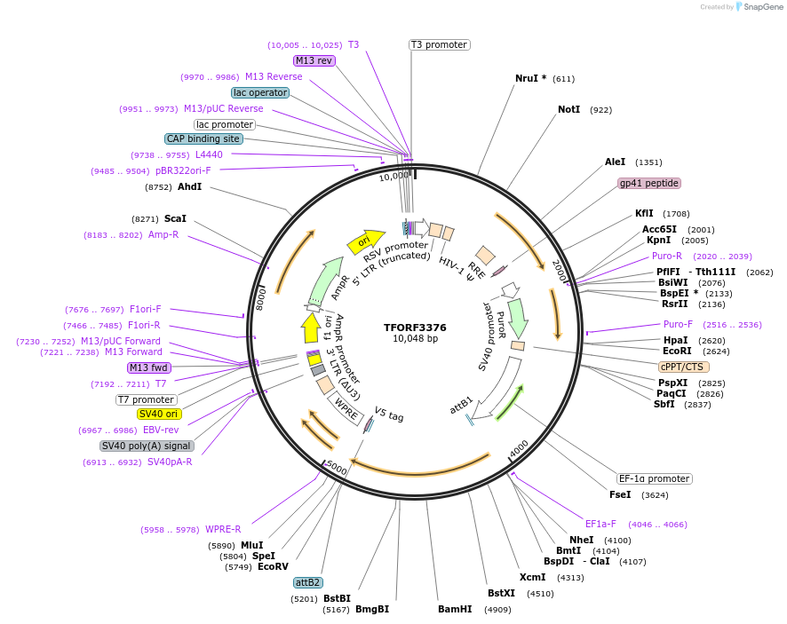144852-plasmid-map-sequence-id-404429
