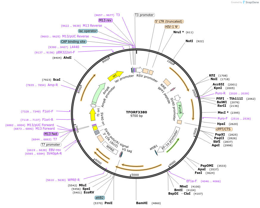 144856-plasmid-map-sequence-id-404432