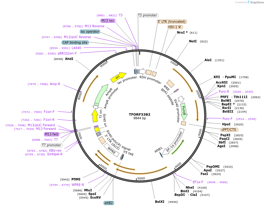 144858-plasmid-map-sequence-id-404433