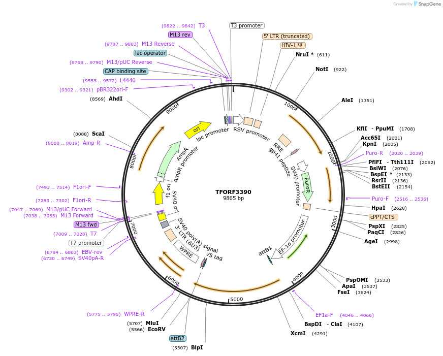 144866-plasmid-map-sequence-id-404434