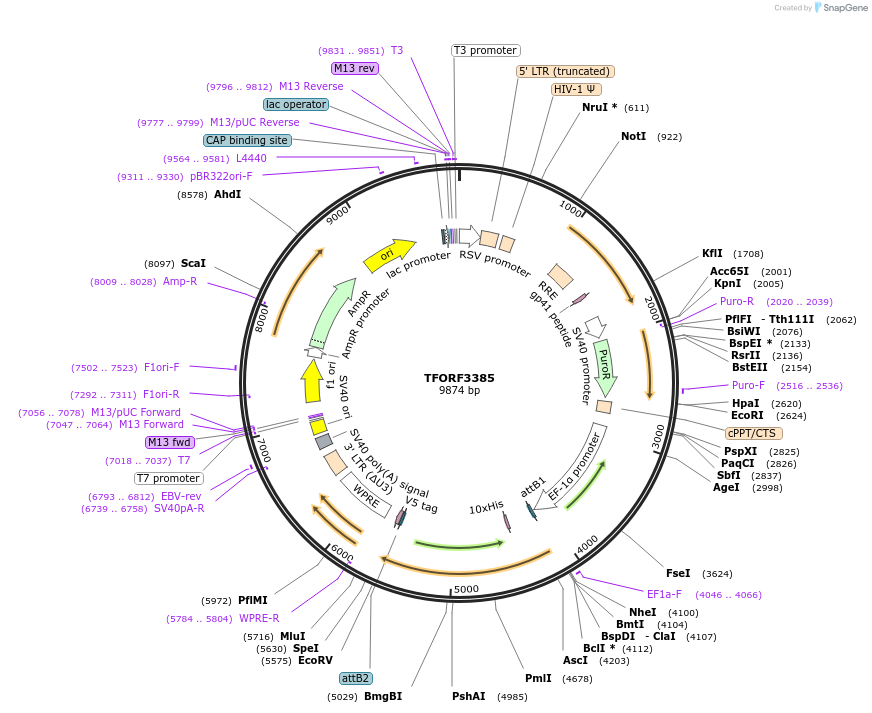 144861-plasmid-map-sequence-id-404436