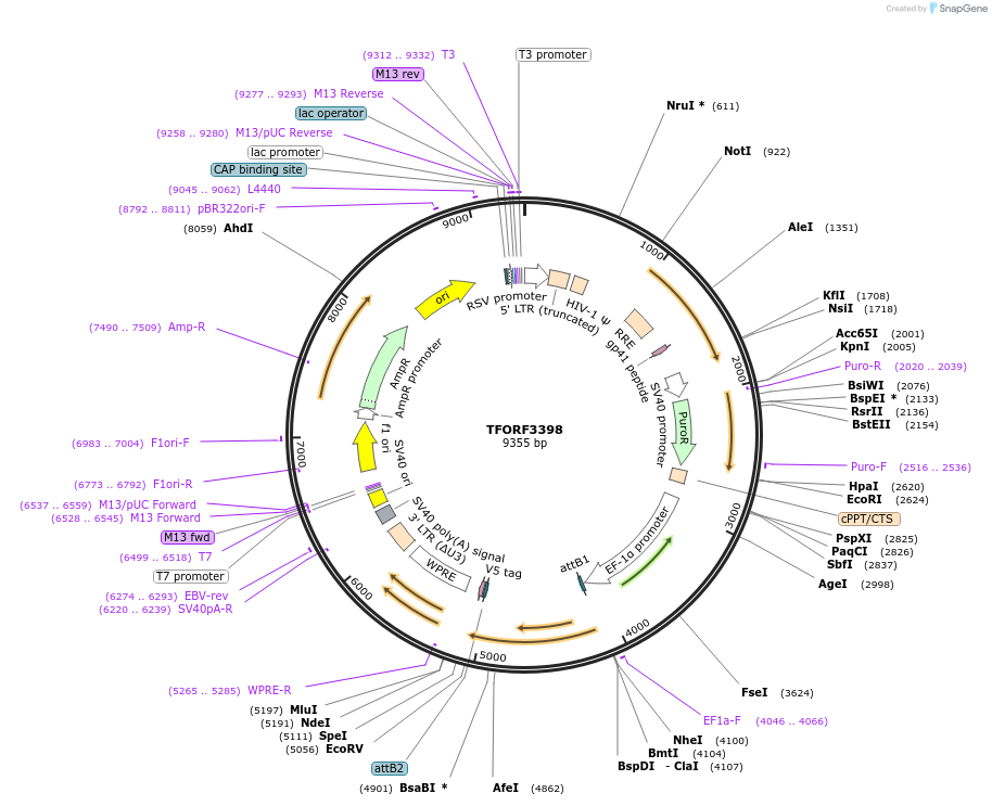 144874-plasmid-map-sequence-id-404438