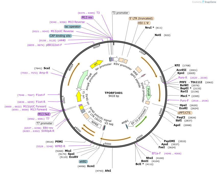 144877-plasmid-map-sequence-id-404439
