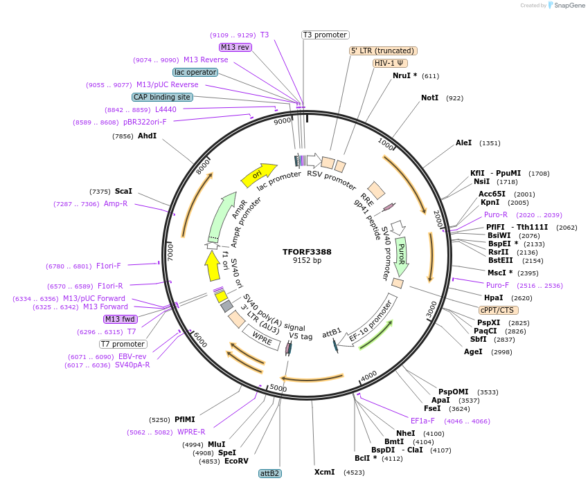 144864-plasmid-map-sequence-id-404441