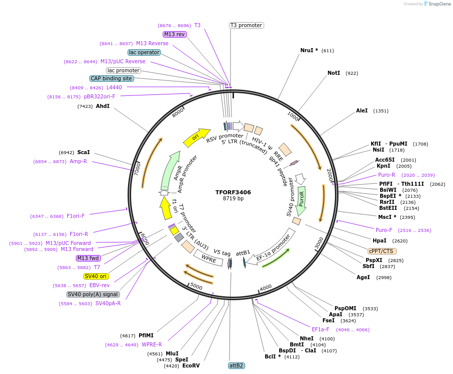 144882-plasmid-map-sequence-id-404444