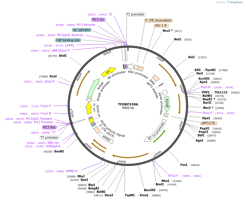 144872-plasmid-map-sequence-id-404451