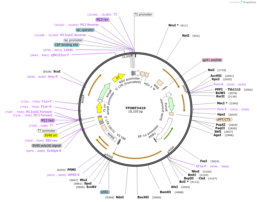 144886-plasmid-map-sequence-id-404454