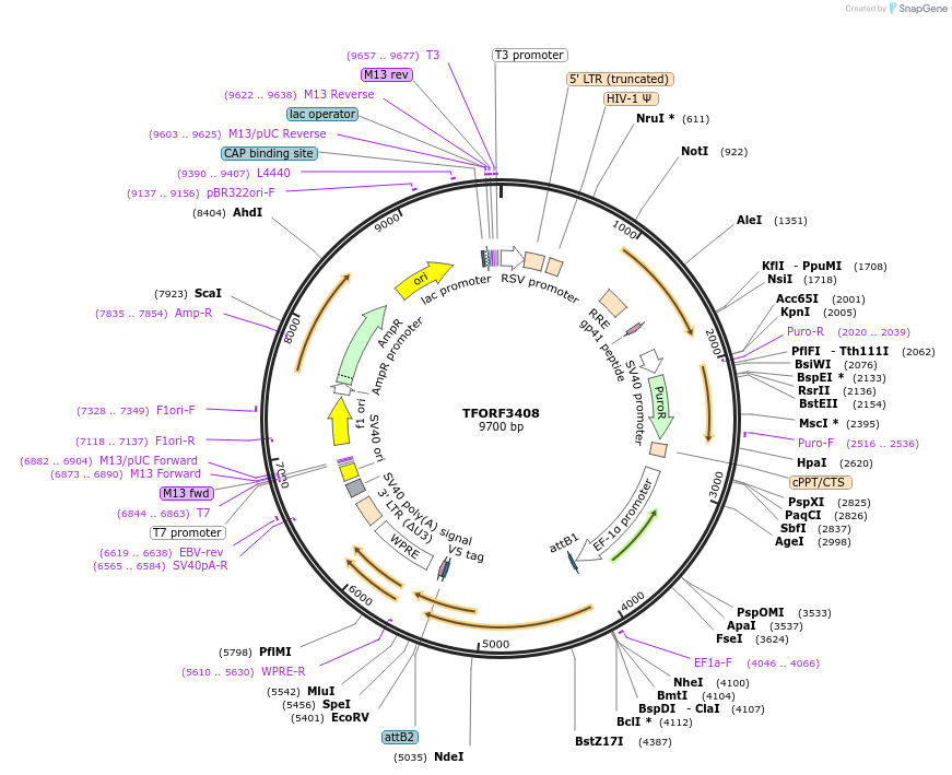 144884-plasmid-map-sequence-id-404455