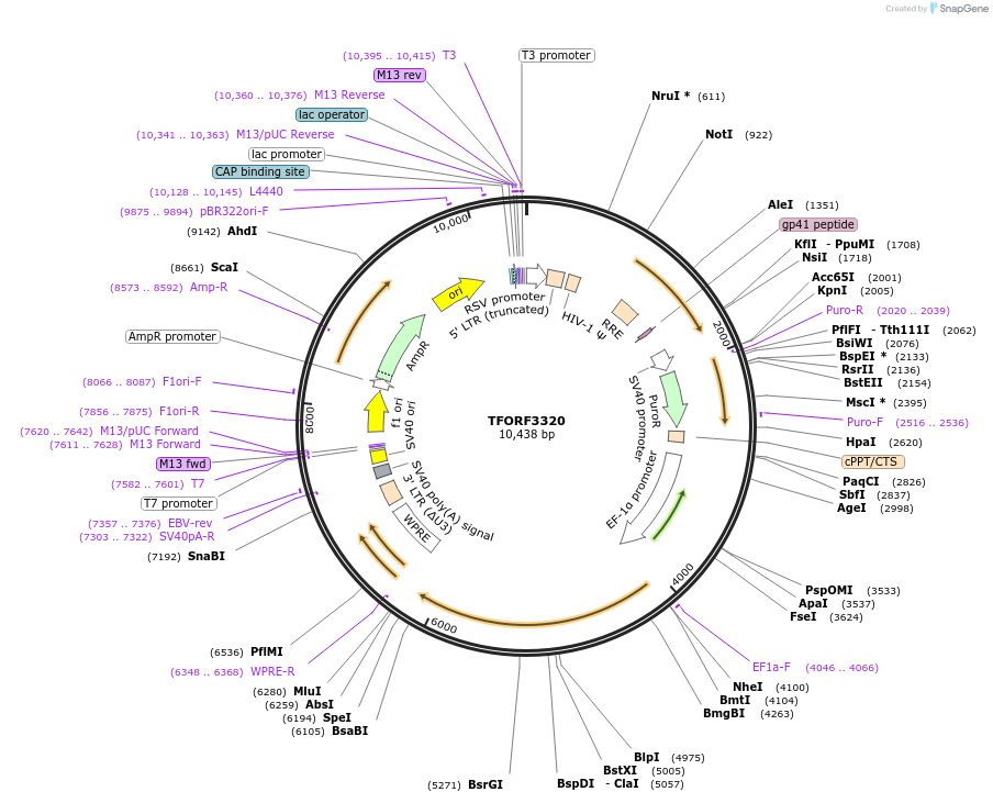 144796-plasmid-map-sequence-id-404456