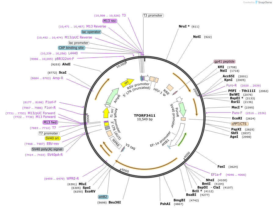 144887-plasmid-map-sequence-id-404458