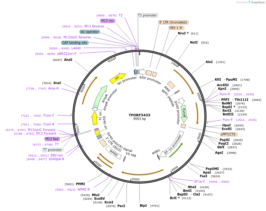 144909-plasmid-map-sequence-id-404461