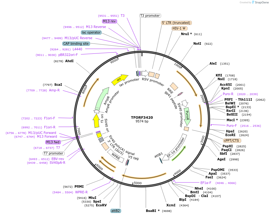 144896-plasmid-map-sequence-id-404466