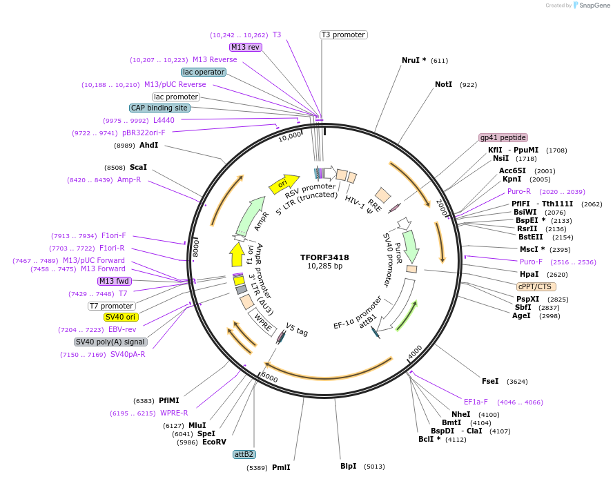 144894-plasmid-map-sequence-id-404467