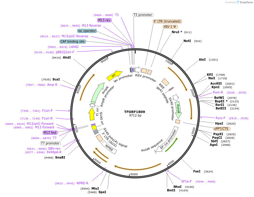 141873-plasmid-map-sequence-id-404473