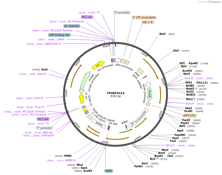 144890-plasmid-map-sequence-id-404478
