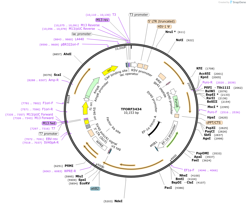144910-plasmid-map-sequence-id-404483