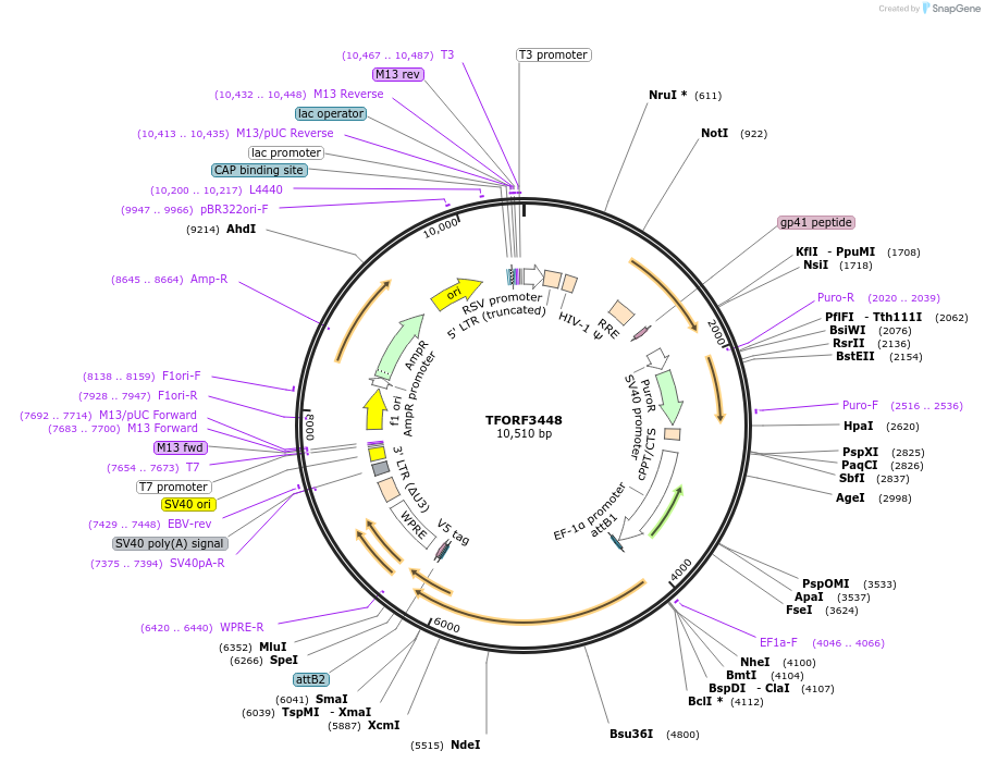 144924-plasmid-map-sequence-id-404484