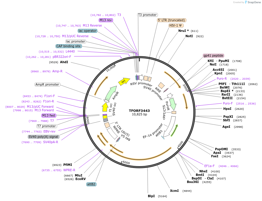 144919-plasmid-map-sequence-id-404487