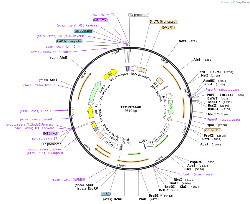 144916-plasmid-map-sequence-id-404489
