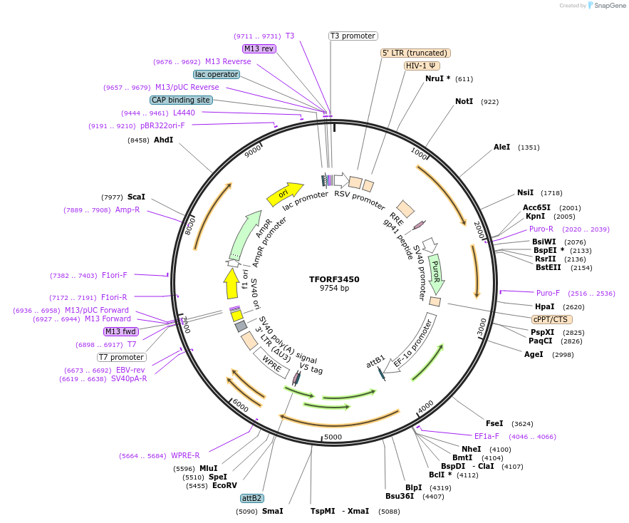 144926-plasmid-map-sequence-id-404491