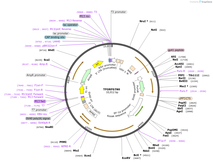 141697-plasmid-map-sequence-id-404492