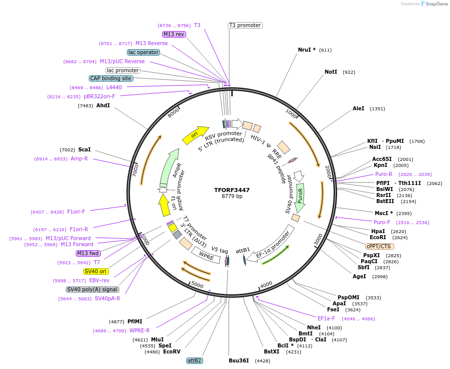 144923-plasmid-map-sequence-id-404493